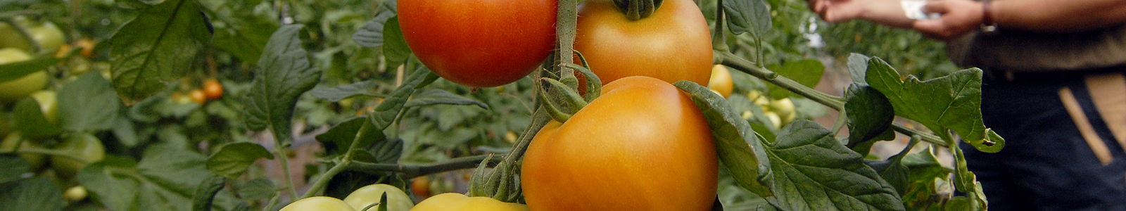 Tomaten am Strauch ©DLR