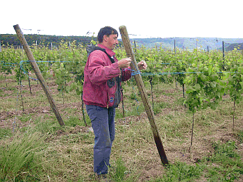 Arbeiter im Weinberg beim Heften mit Schnur (co DLR Mosel) Arbeiter im Weinberg beim Heften mit Schnurr