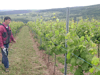 Arbeiter im Weinberg beim Heften mit Schnur (co DLR Mosel) Arbeiter im Weinberg beim Heften mit Schnurr