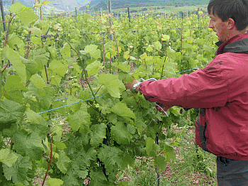 Arbeiter im Weinberg beim Heften eines Rebstockes (co DLR Mosel) Arbeiter im Weinberg beim Heften eines Rebstockes