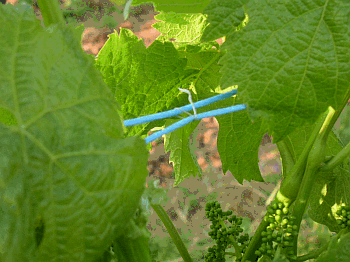 Heftung Rebstock (co DLR Mosel) Heftung Rebstock