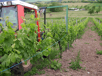 Traktor im Weinberg beim Schnureinziehen (co DLR Mosel)