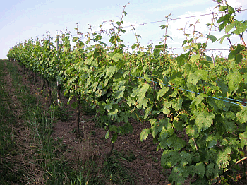 Rebzeile geheftet (co DLR Mosel) Rebzeile geheftet