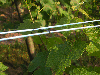 Rebstock geheftet (co DLR Mosel) Rebstock geheftet